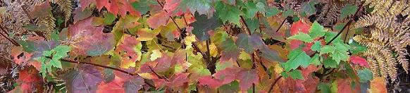 Colourful Fall Leaves
